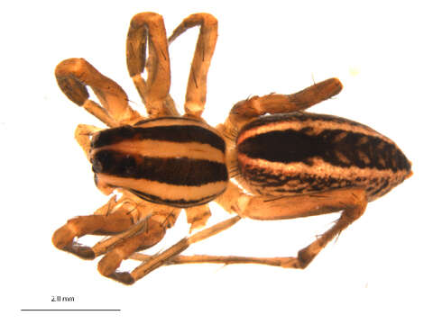 Image of Rabidosa