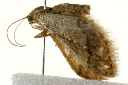 صورة <i>Idaea celtima</i>