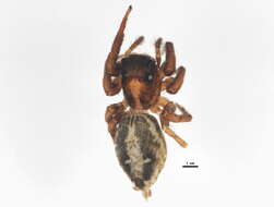 Image of Housefly Catchers