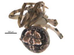 Image de Araneus pegnia (Walckenaer 1841)