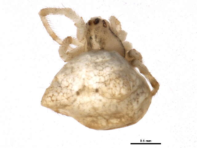 Image of Pale Frilled Orbweaver