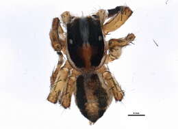 Image of Housefly Catchers