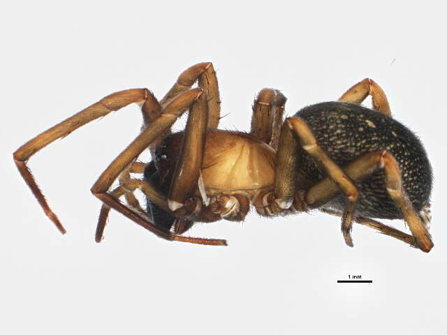 Image of Cribellate spider