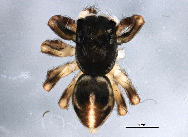 Image of Twinflagged Jumping Spider