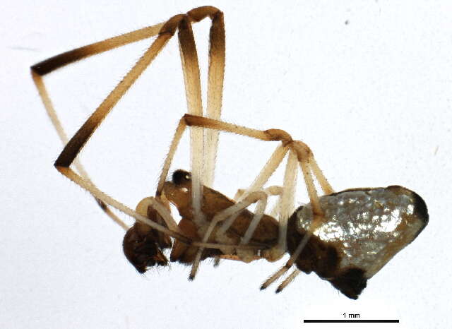 Image of Argyrodes elevatus Taczanowski 1873