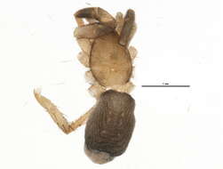 Image of Drassyllus