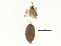 Drassyllus insularis (Banks 1900) resmi