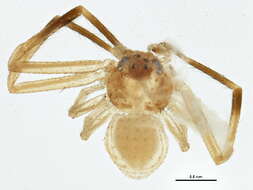 Image of crab spiders