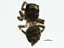 Image of Sitticus concolor (Banks 1895)