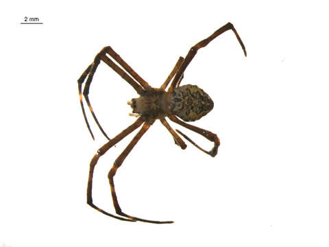 Image of Garden spider