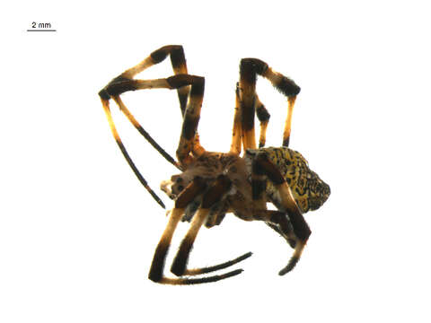 Image of Garden spider