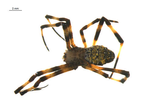 Image of Garden spider