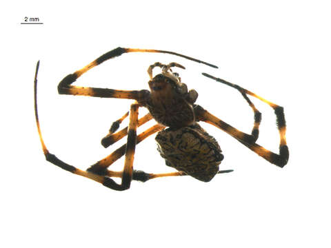 Image of Garden spider