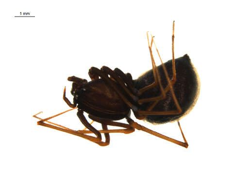 Image de Scytodes fusca Walckenaer 1837