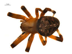 Image of Hentz's Orbweaver