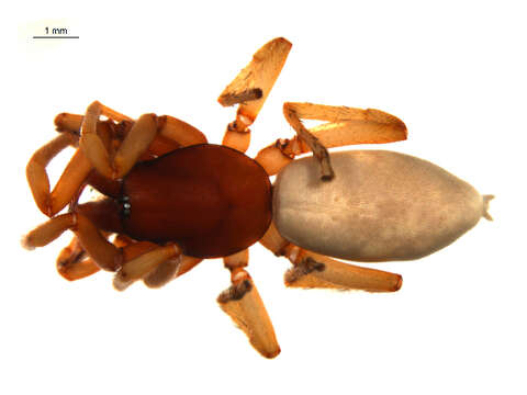 Image of Woodlouse spider