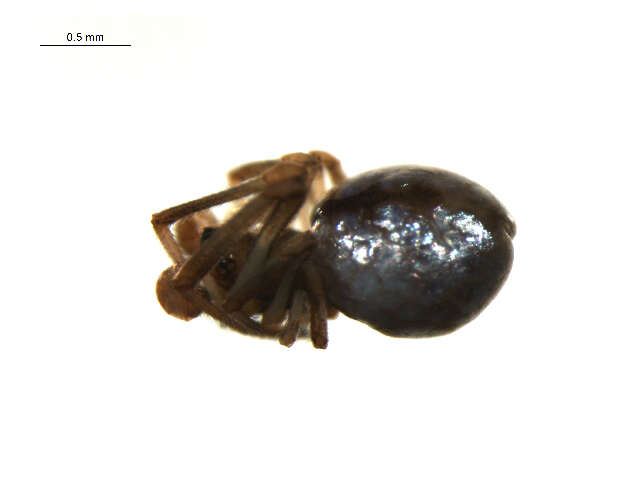 Image of Dewdrop spider