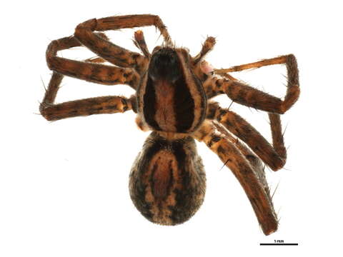 Image of Pardosa utahensis Chamberlin 1919