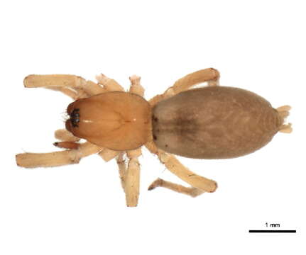 Image of Haplodrassus bicornis (Emerton 1909)