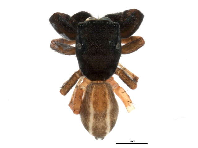 Image of Metacyrba taeniola (Hentz 1846)