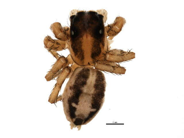 Image of Housefly Catchers