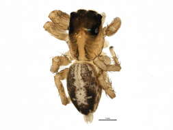 Image of Housefly Catchers