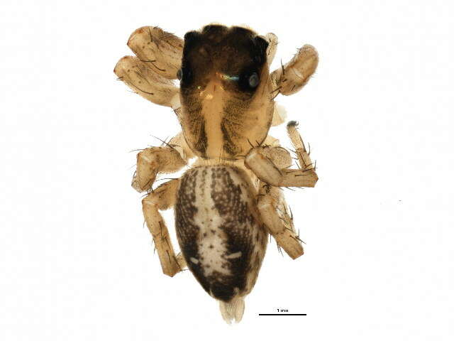 Image of Housefly Catchers