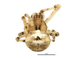 Image of Pale Frilled Orbweaver