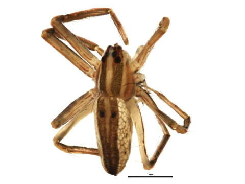 Image of Pisaurina dubia (Hentz 1847)