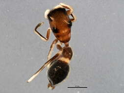 Image of Peckhamia picata (Hentz 1846)