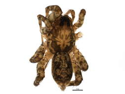 Image of Arctosa virgo (Chamberlin 1925)