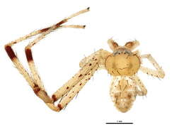 Image of Mecaphesa carletonica (Dondale & Redner 1976)