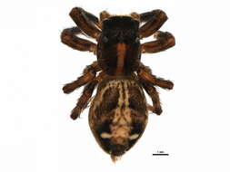 Image of Housefly Catchers