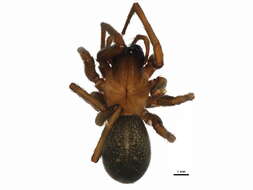 Image of Cribellate spider