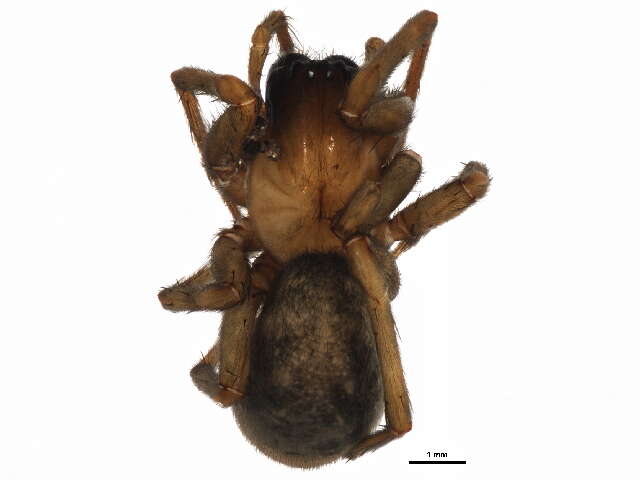 Image of Cribellate spider