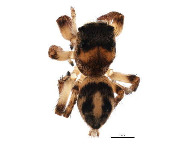 Image of Habronattus decorus (Blackwall 1846)