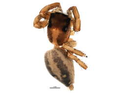 Image of Housefly Catchers
