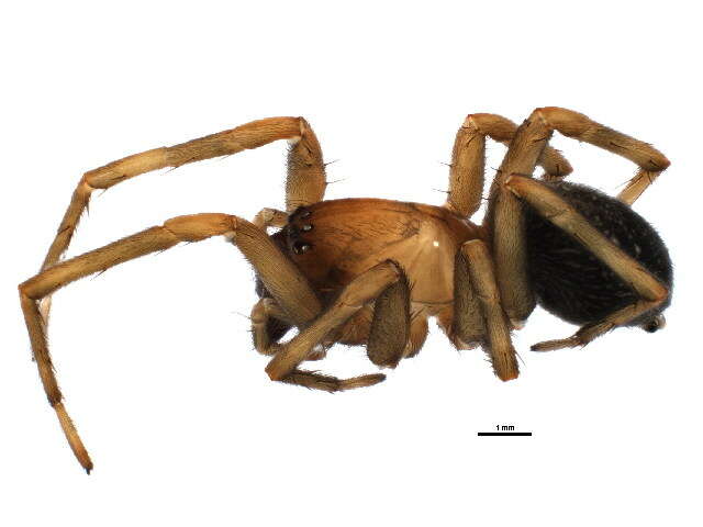 Image of Cribellate spider