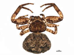 Image of Bark Crab Spiders