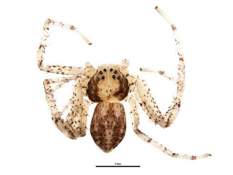 Image of Philodromus vulgaris (Hentz 1847)