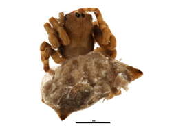 Image of Acanthepeira