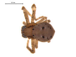 Image of Deadly Ground Crab Spider