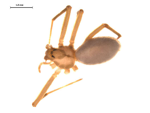 Image of Recluse Spiders