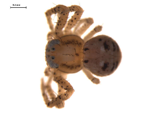 Image of Deadly Ground Crab Spider