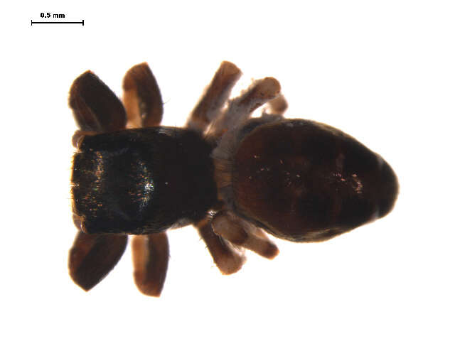 Image of Paraphidippus