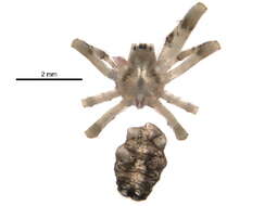 Image of Allocyclosa bifurca (McCook 1887)