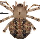 Image of Theridion