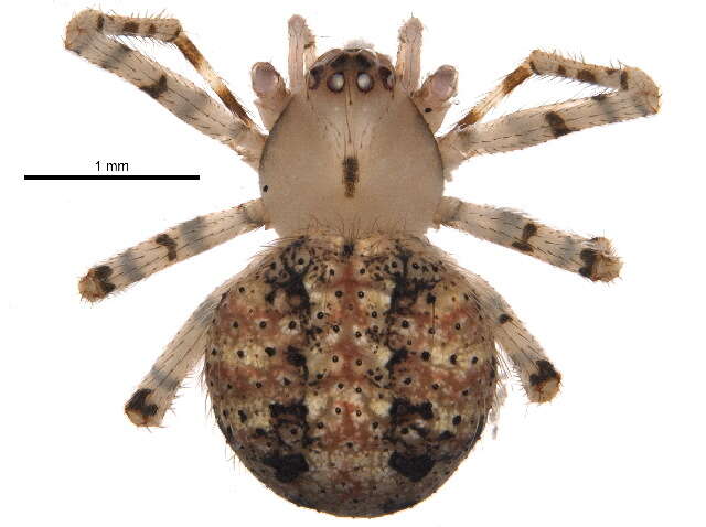 Image of Theridion