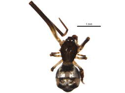 Image of Faiditus americanus (Taczanowski 1874)
