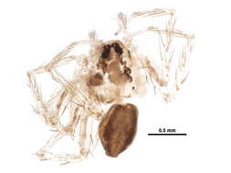 Plancia ëd Pisauridae